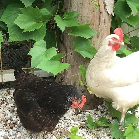 Cosy & Natural *fireplace*garden*2 Bikes Feriehus *